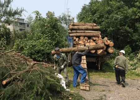 林木采伐系统app安卓版