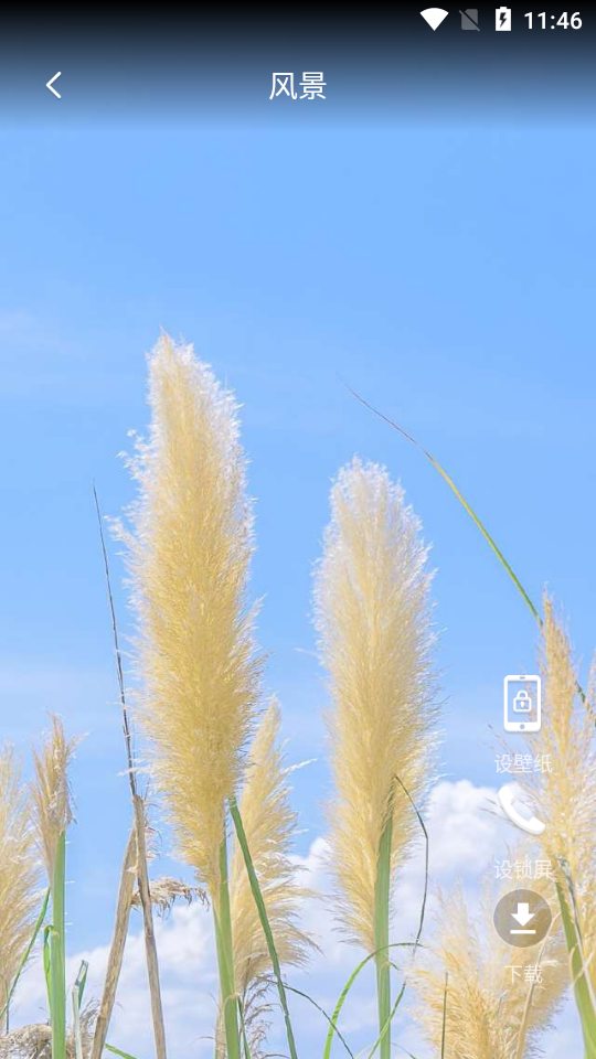 企鹅动态壁纸 v1.0