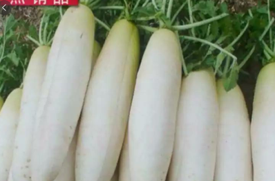 菜食无忧在线购菜软件