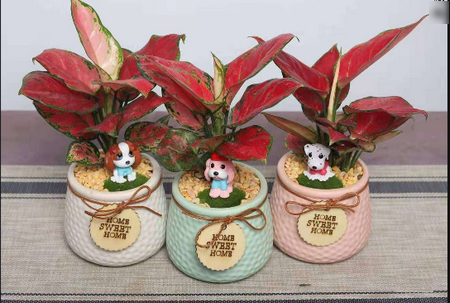 花满家APP 花满家APP