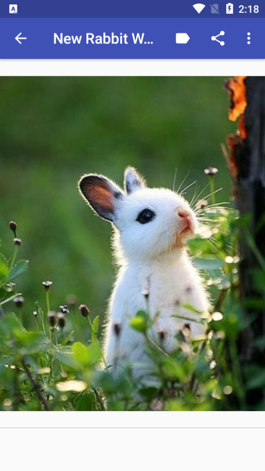 新兔子壁纸app安卓版 v1.0