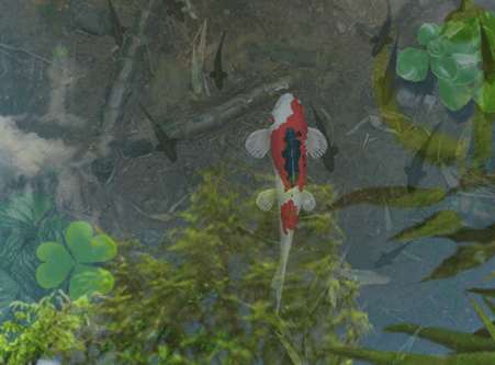 锦鲤池塘动态壁纸破解版1.68最新版 锦鲤池塘动态壁纸破解版1.68最新版