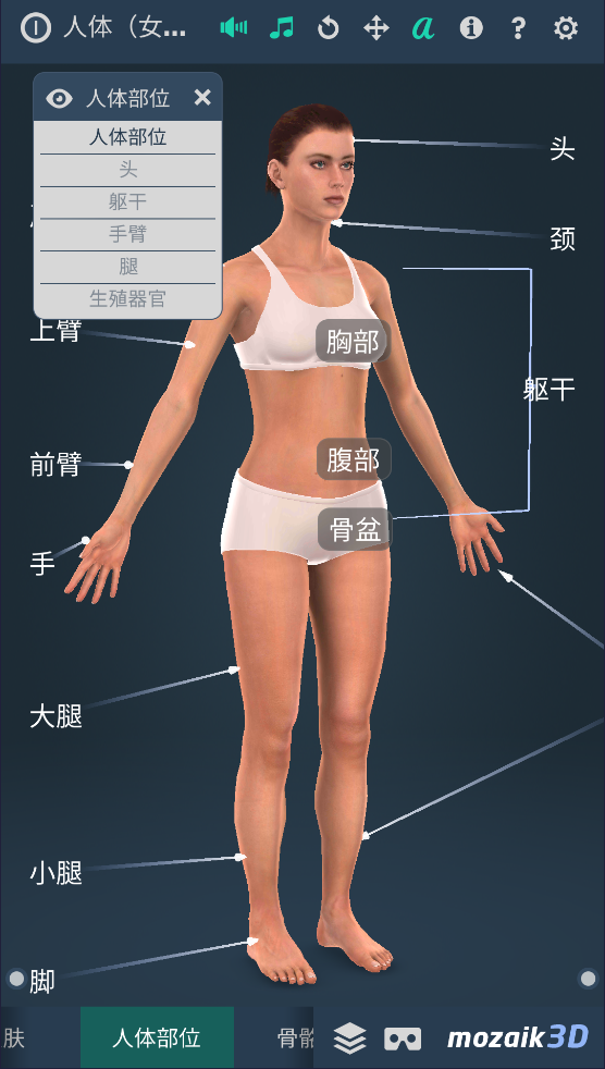 humanbody官方下载2025(Human body (female)) v1.0