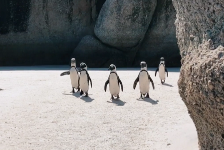 pexels素材壁纸app最新版 pexels素材壁纸app最新版