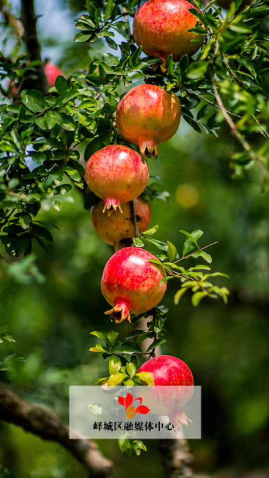 峄览app下载 v0.1.39