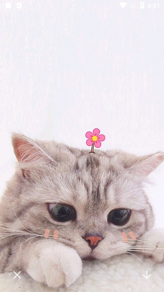 可爱喵喵壁纸大全 v1.0