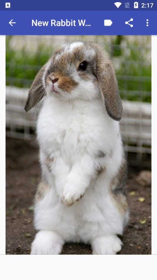 新兔子壁纸app安卓版 v1.0