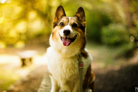 搜狗壁纸app 搜狗壁纸app