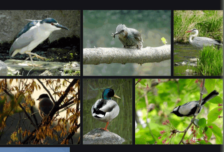 Aves相册软件手机版