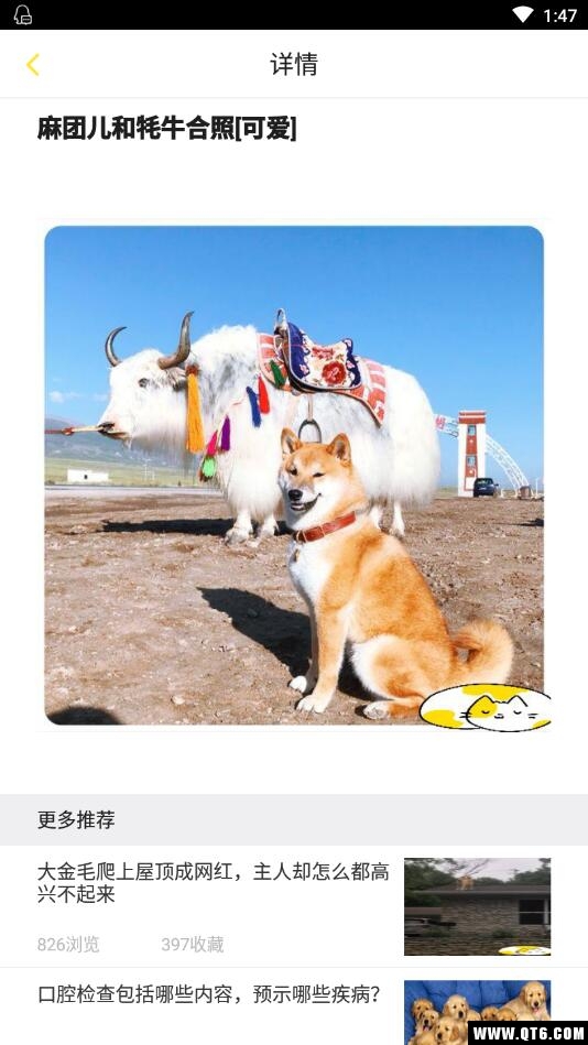 训狗养狗助手 3.8.4安卓版 v3.8.4