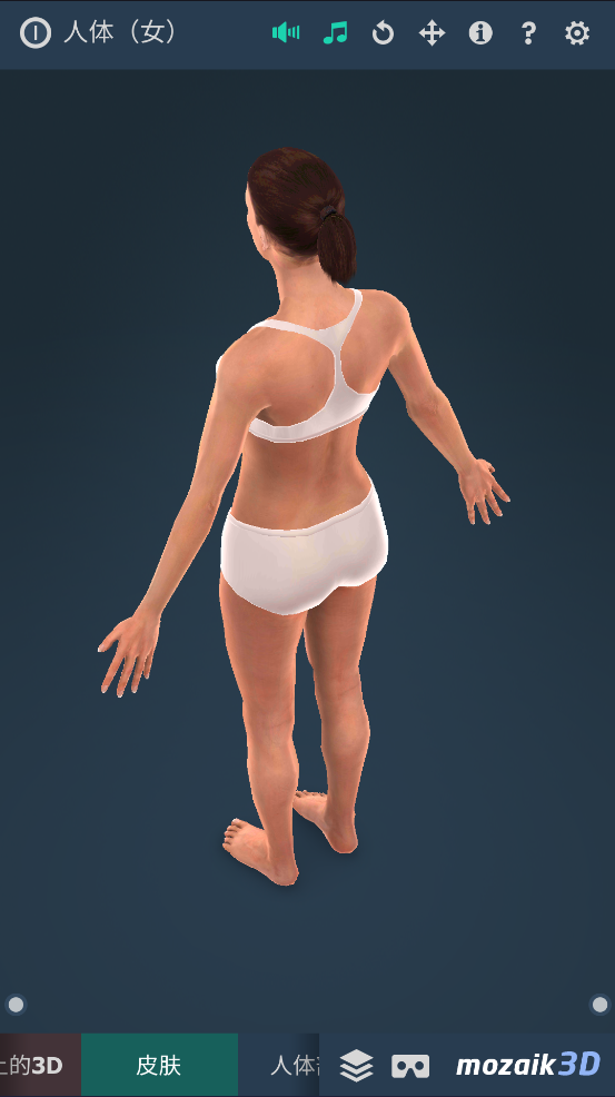 humanbody官方下载2025(Human body (female)) v1.0