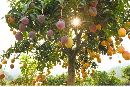 鲜丰水果优选 鲜丰水果优选