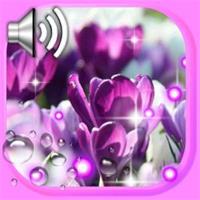 番红花之春壁纸手机版 v1.9