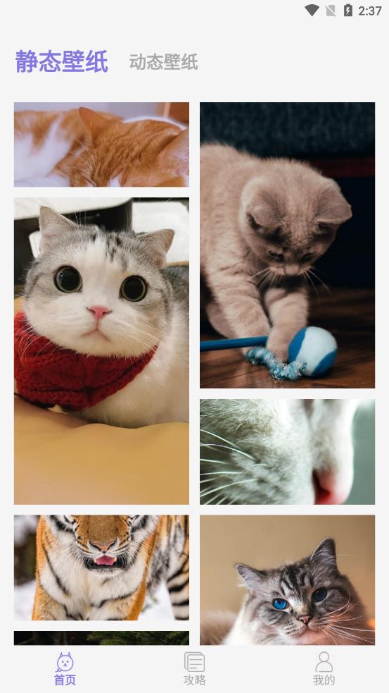 我的猫咪app v1.1