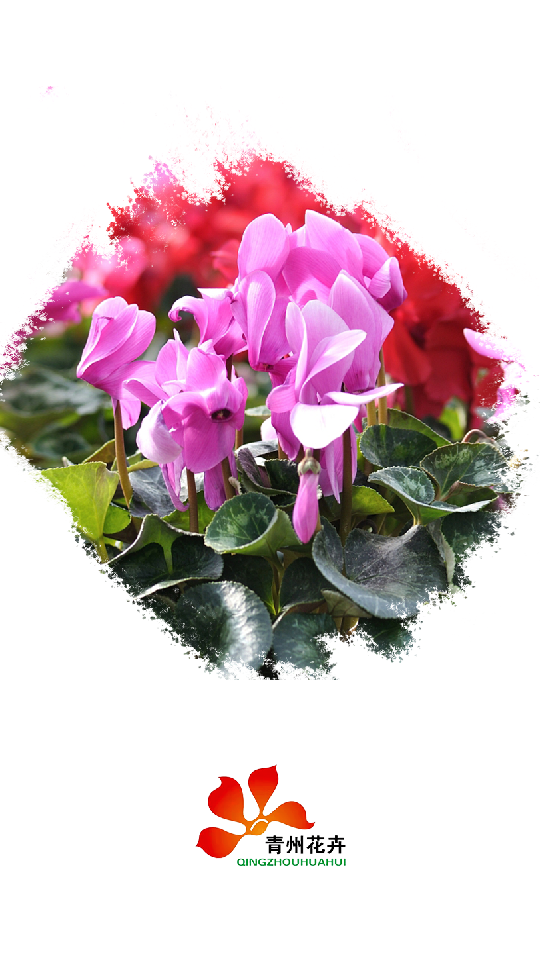山东青州花卉APP v1.0.0