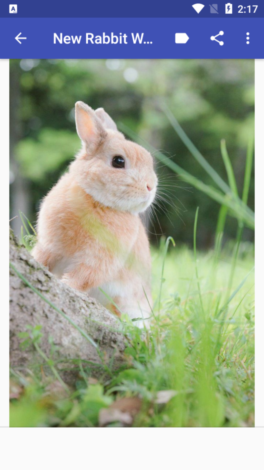 新兔子壁纸app安卓版 v1.0