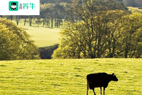 全民养牛客户端 全民养牛客户端