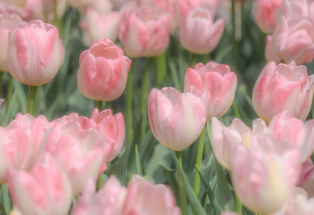 超萌壁纸app 超萌壁纸app