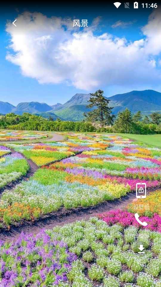 企鹅动态壁纸 v1.0